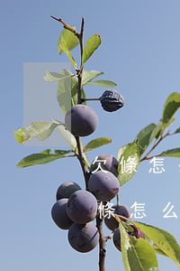 欠條怎么寫才具有法律效應(yīng)(欠條怎么寫才具有法律效應(yīng))