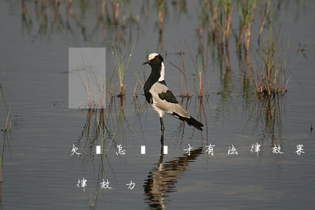 欠條怎樣寫才有法律效果(欠條怎樣寫具有法律效力)