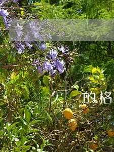 欠條的格式(欠條的格式)