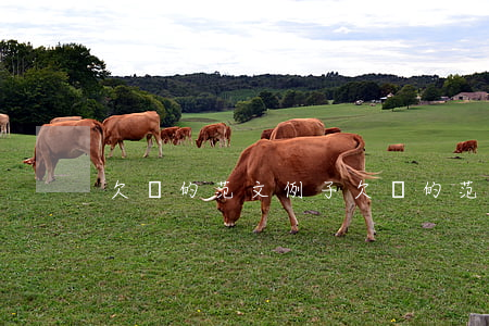 欠條的范文例子(欠條的范文例子)