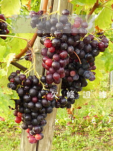欠條證據(jù)來(lái)源怎么寫(xiě)(欠條的正確寫(xiě)法,才能做法律證據(jù))