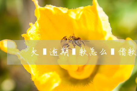 欠條逾期還款怎么寫(借款欠條怎么寫)