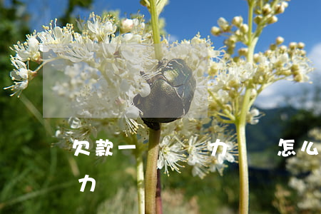 欠款一個億無力償還怎么處理（欠款一個億無力償還）