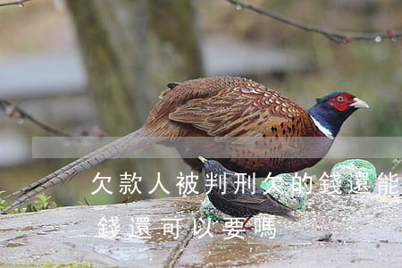 欠款人被判刑欠的錢還能還嗎(欠款人判刑了,錢還可以要嗎)