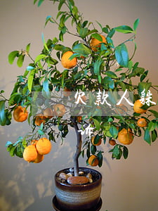 欠款人躲起来了怎么办（欠钱人躲起来怎么起诉）