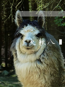 欠款八萬三無力償還