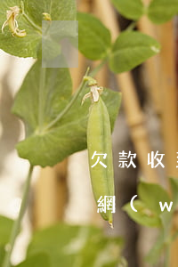欠款收到律師函應(yīng)該怎么處理(網(wǎng)貸欠款收到律師函應(yīng)該怎么處理)