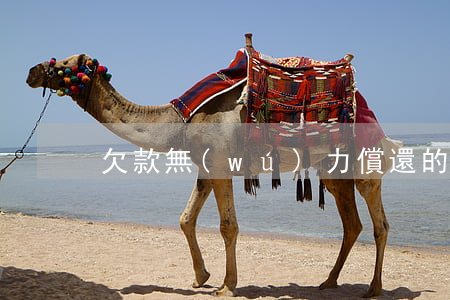 欠款無(wú)力償還的視頻