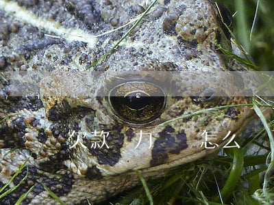 欠款無力償還怎么眾籌(欠錢眾籌)