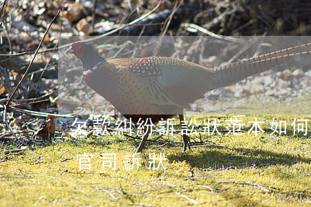 欠款糾紛訴訟狀范本：如何撰寫有效的欠錢打官司訴狀
