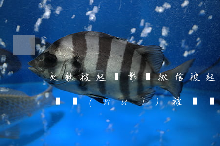 欠款被起訴影響微信(被起訴以后微信和支付寶會(huì)被凍結(jié)嗎)