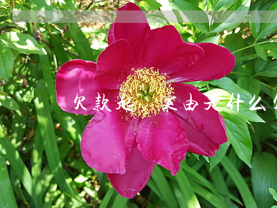 欠款起訴案由是什么(欠貨款起訴案由怎么寫)