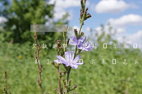 欠款逾期了征信顯示呆賬怎么處理-欠款逾期了征信顯示呆賬怎么處理呢