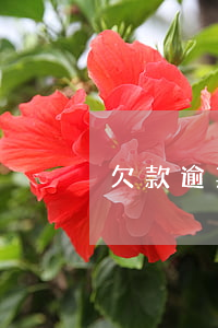 欠款逾期协议(欠款逾期协议离婚能通过吗?)