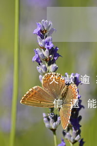 欠款逾期后微信還能用嗎(負債逾期支付寶微信還能用嗎)