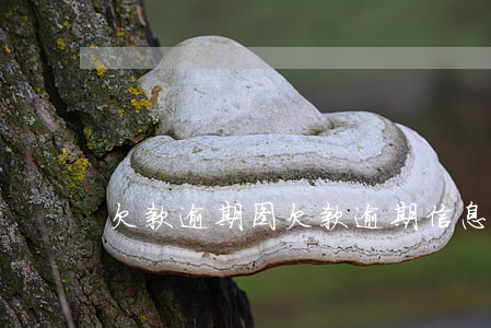 欠款逾期图(欠款逾期信息怎么发)