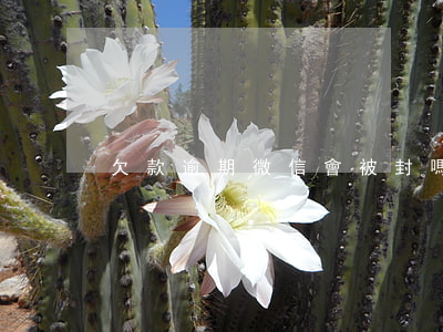 欠款逾期微信會被封嗎(逾期對微信有影響嗎?)