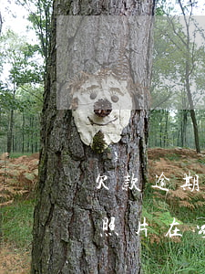 欠款逾期會(huì)不會(huì)被貼照片在家門(mén)口-貸款逾期全村貼照片