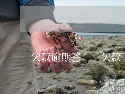 欠款逾期答辯狀(欠款糾紛答辯狀)