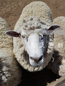 欠款逾期被起訴后果(欠貸款逾期多久會(huì)被起訴)