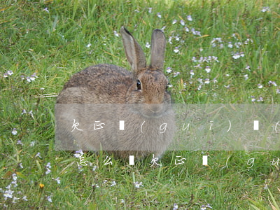 欠正規(guī)網(wǎng)貸不還會怎么樣(欠正規(guī)網(wǎng)貸不還會怎么樣)