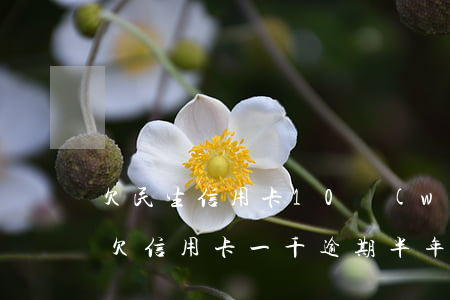 欠民生信用卡10萬(wàn)逾期1年多(欠信用卡一千逾期半年)