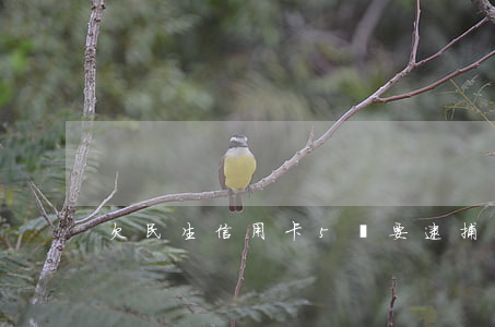 欠民生信用卡5萬要逮捕真的嗎-