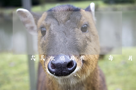 欠民生信用卡兩萬每個月還五十-
