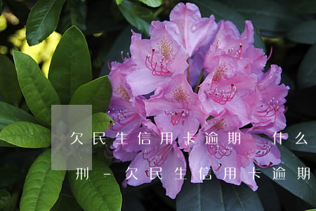欠民生信用卡逾期為什么會(huì)被判刑-欠民生信用卡逾期為什么會(huì)被判刑呢