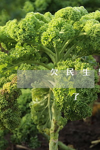 欠民生樂分期逾期怎么辦(民生的樂分期額度沒了)