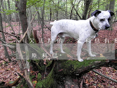 欠法院的罰金利息有多高（法院的逾期罰息和原利息）
