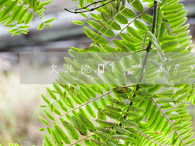 欠法院錢(qián)可以按揭買車嗎