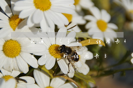欠浦發(fā)信用卡4萬不還(欠浦發(fā)銀行信用卡3萬沒錢還該怎么辦)