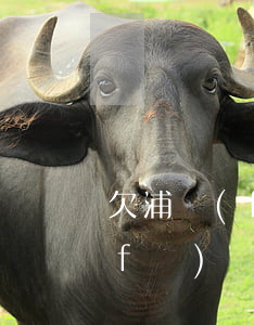 欠浦發(fā)銀行萬用金10萬(欠浦發(fā)銀行萬用金10萬歸入信用卡本金)