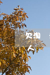 欠淘寶法人貸款逾期(淘寶逾期還款,屬于失信人嗎?)