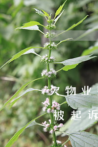 欠物业费2000元以下会被起诉(欠物业费被起诉会有什么后果)