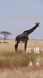 欠現(xiàn)金巴士錢不還(在現(xiàn)金巴士借款不還有什么后果)