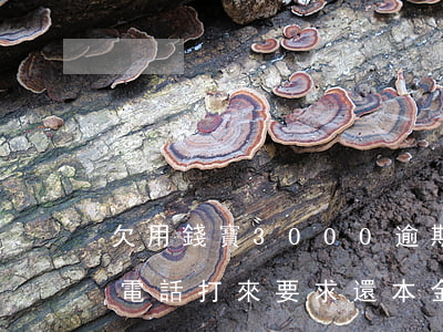 欠用錢寶3000逾期(用錢寶逾期三年突然電話打來要求還本金) 欠用錢寶3000逾期(用錢寶逾期三年突然電話打來要求還本金)