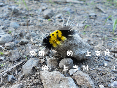 欠用錢寶的錢上支付寶負(fù)面(欠用錢寶的錢上支付寶負(fù)面)