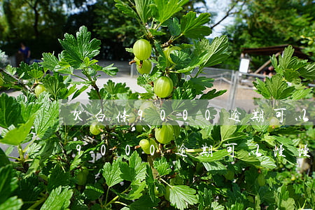 欠白条9000逾期可以慢慢还吗-欠白条9000逾期可以慢慢还吗怎么办