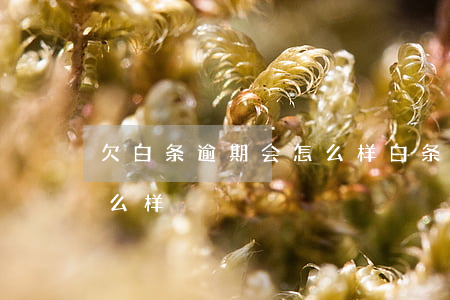 欠白条逾期会怎么样(白条逾期欠一万多会怎么样)