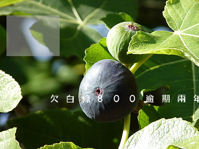 欠白條800逾期兩年
