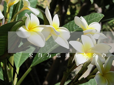 欠百万信用卡怎么办