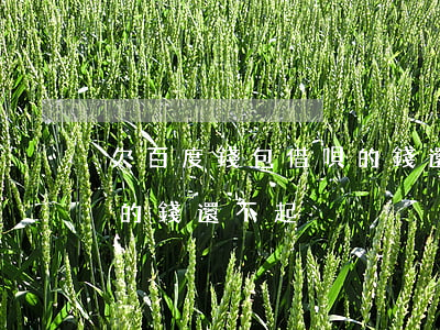 欠百度錢包借唄的錢還不起(欠百度錢包借唄的錢還不起)