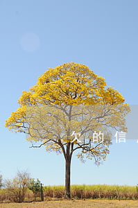 欠的信用卡丟了-欠的信用卡丟了怎么還款