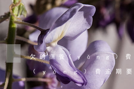 欠的撫養(yǎng)費有延期利息嗎（撫養(yǎng)費逾期要付利息嗎）