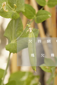 欠的網(wǎng)貸2000塊錢會告你嗎(欠幾千塊錢網(wǎng)貸會被起訴嗎)