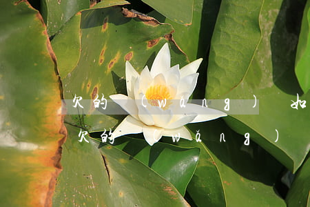 欠的網(wǎng)貸如果我死了家里還會(欠的網(wǎng)貸死了需要家里人還嗎)