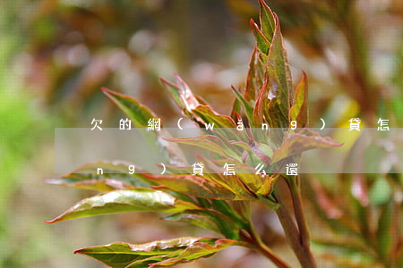 欠的網(wǎng)貸怎么還(欠了網(wǎng)貸怎么還)