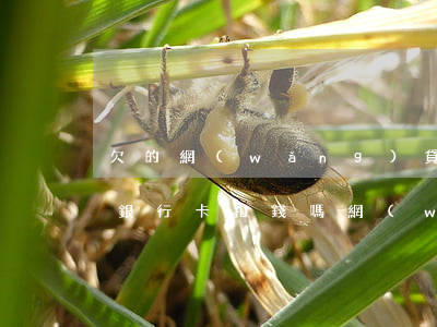 欠的網(wǎng)貸會(huì)從其他銀行卡扣錢嗎(網(wǎng)貸會(huì)不會(huì)從別的銀行卡扣款)